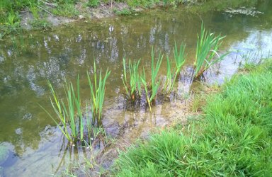 Lilbourne Ponds Habitat Generation