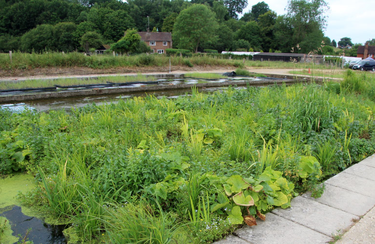 Growing beds