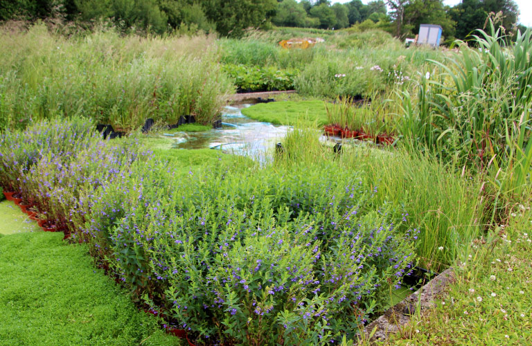 Kingfisher beds